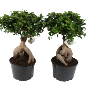 bonsai-ficus-ginseng-in-22-plastic-jar